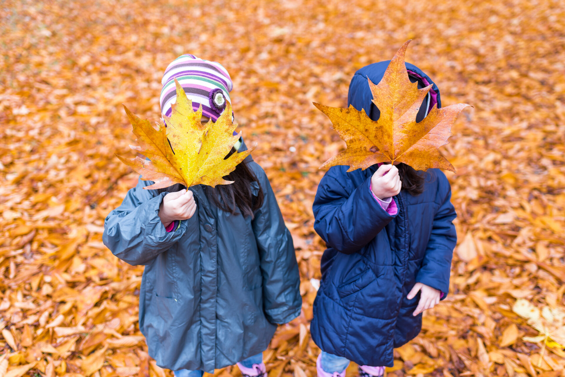 Zwei Kinder stehen im Herbstlaub und halten sich ein großes Ahornblatt vor das Gesicht