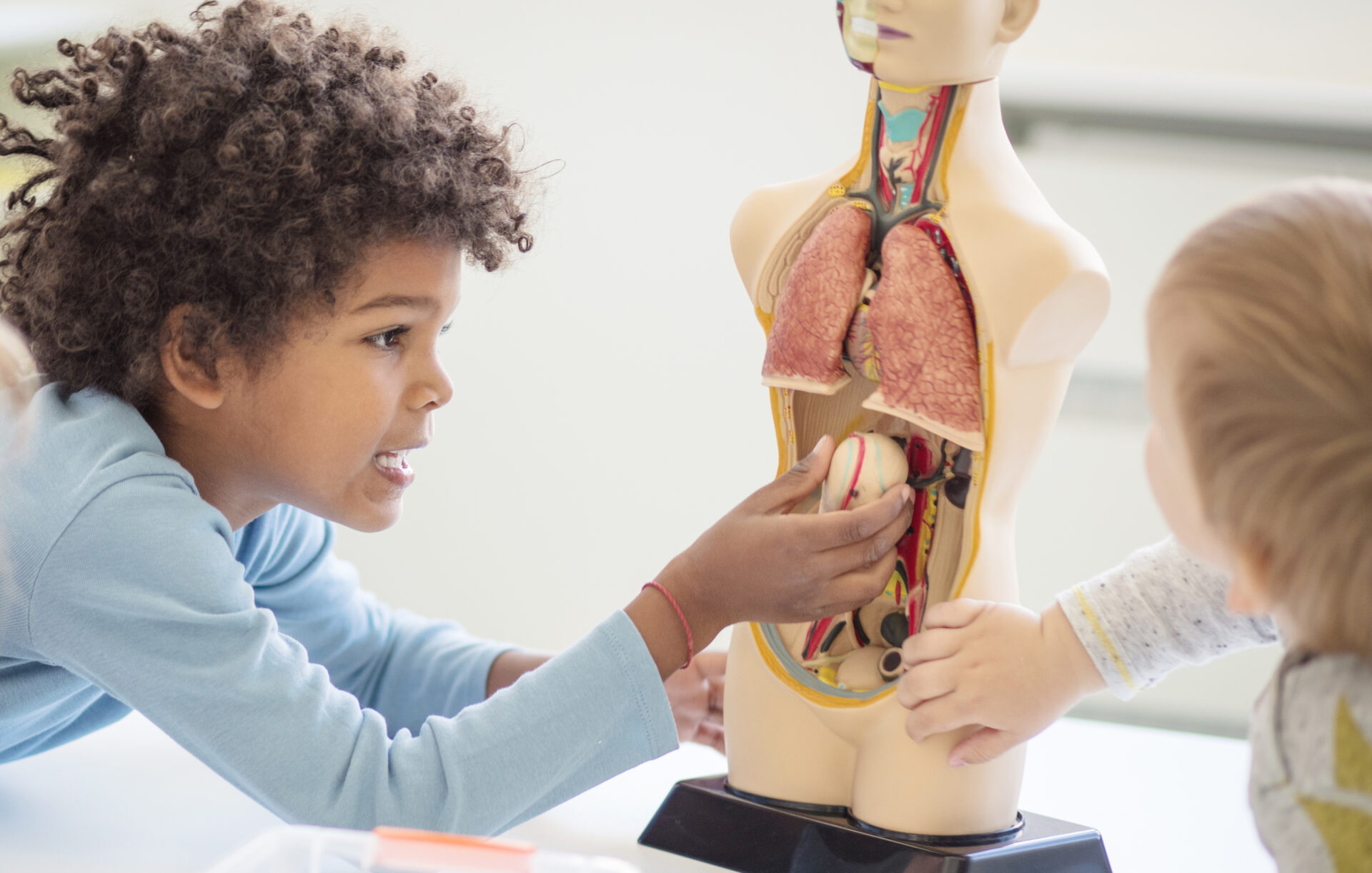 Zwei Kinder platzieren Organe in einem Körpermodell.