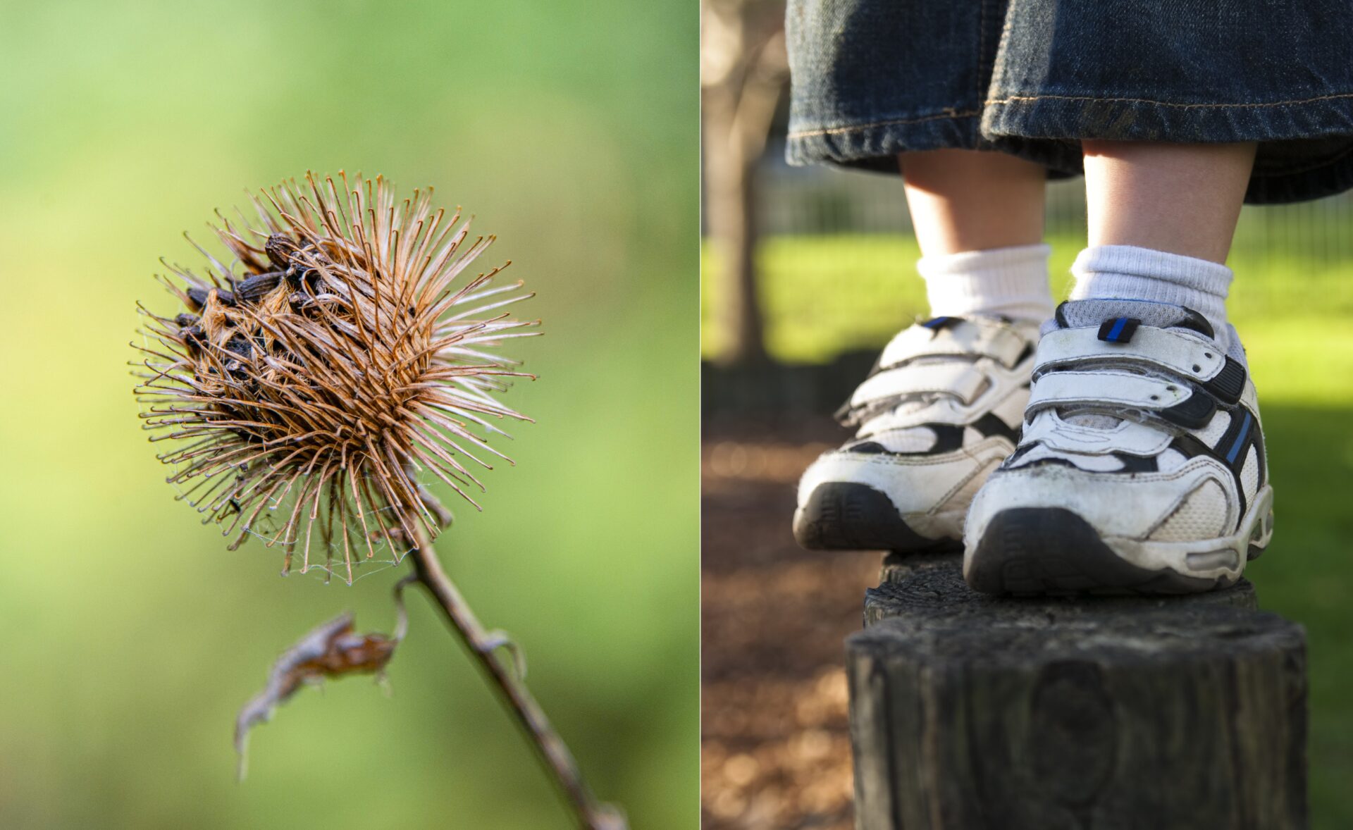 Ein Foto einer Klette neben einem Foto von Kinderfüßen mit Turnschuhen mit Klettverschluss